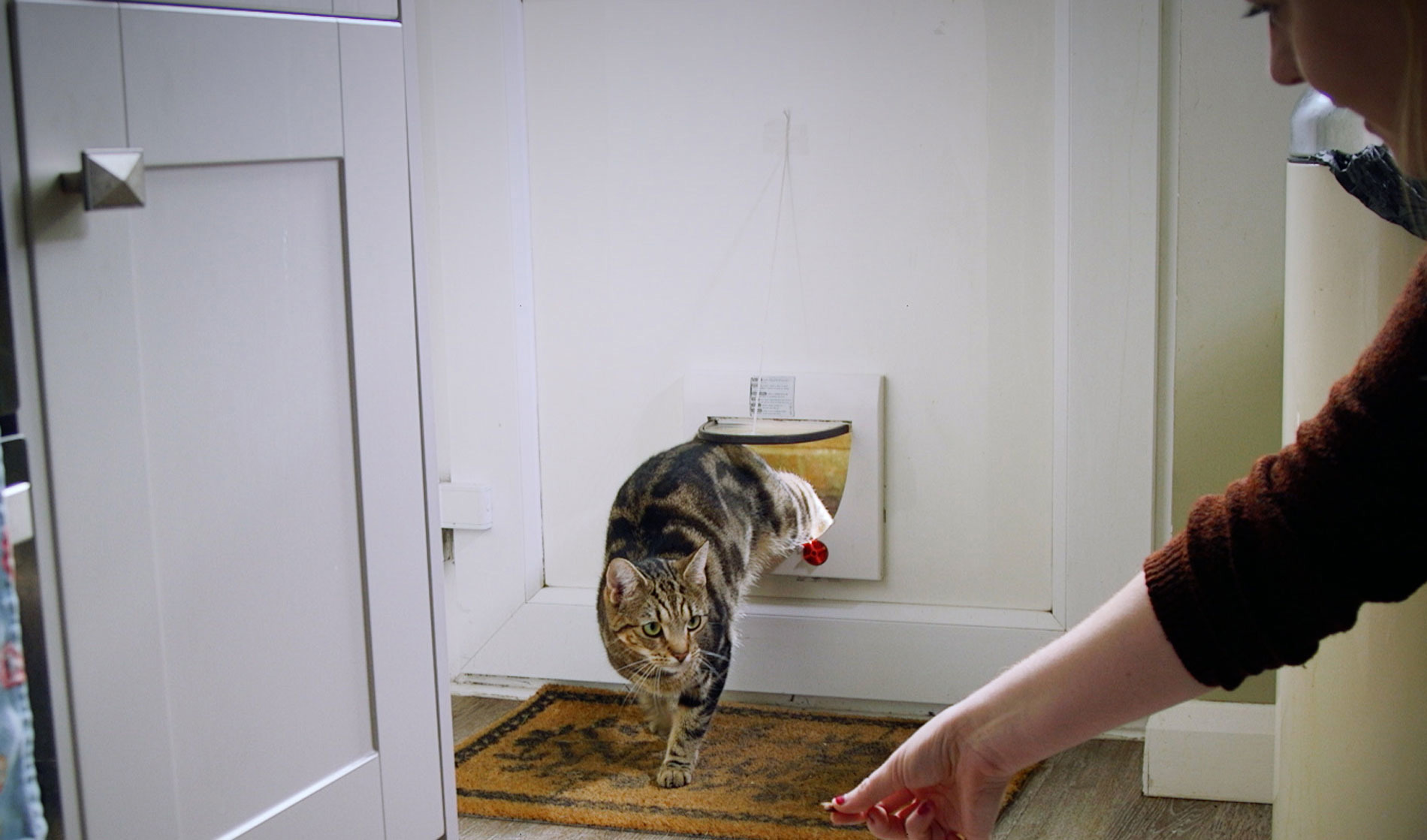 Training a cat to use a cat flap