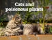 Cats And Poisonous Plants